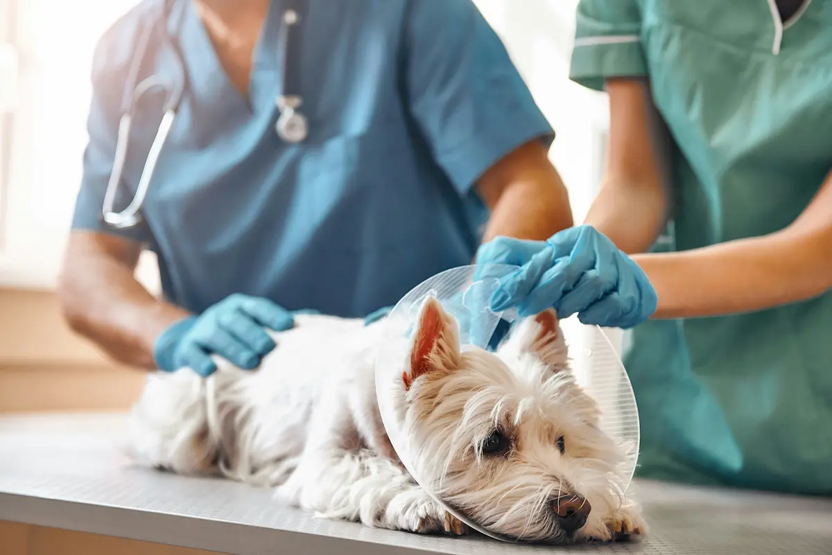 Interior de Hatena Clínica Veterinaria