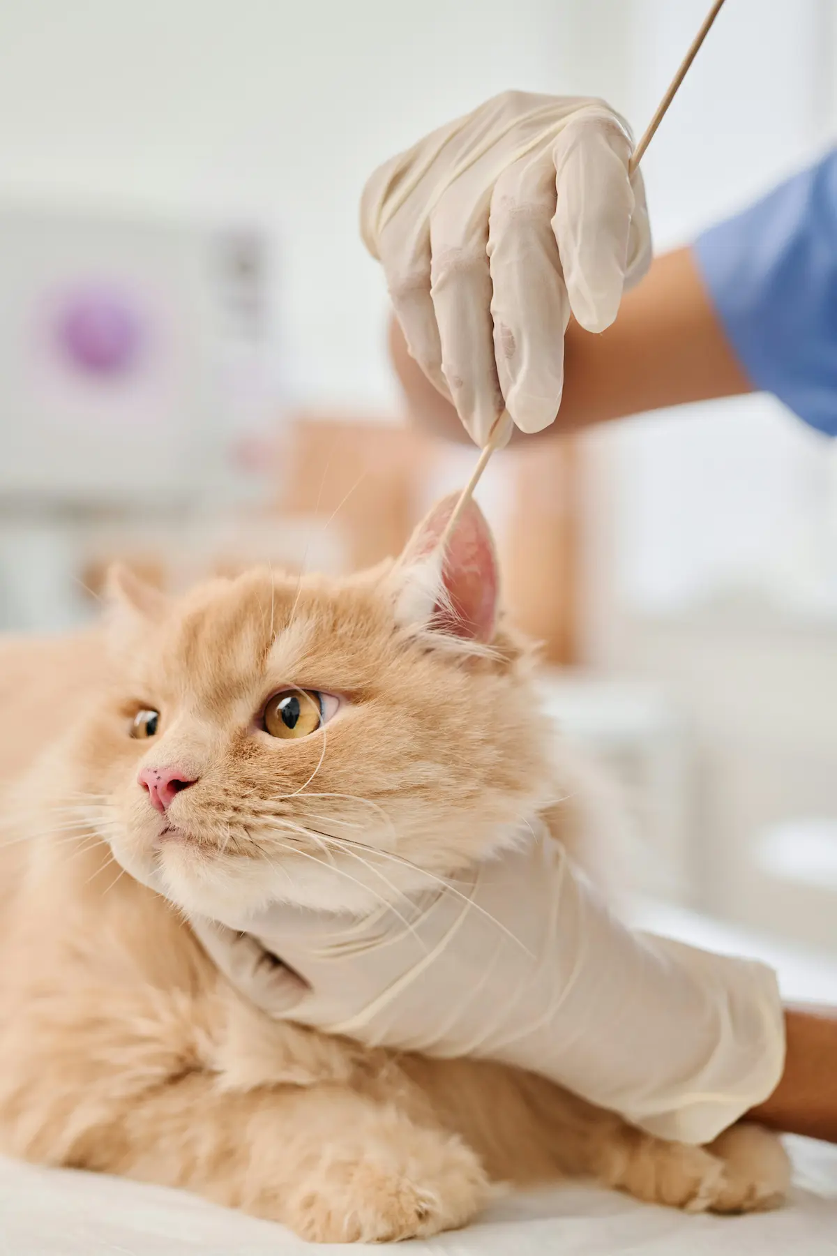 Espacio de consulta en Hatena Clínica Veterinaria