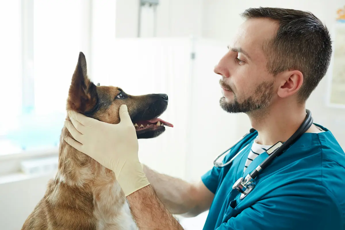 Atención veterinaria calmada en Hatena
